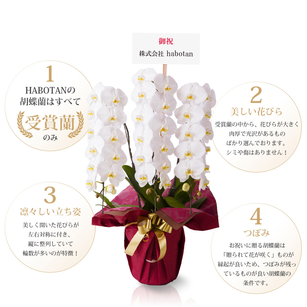 1.HABOTANの胡蝶蘭はすべて「受賞欄」のみ 2.美しい花びら（受賞欄の中から、花びらが大きく肉厚で光沢があるものばかり選んでおります。シミや傷はありません！） 3.凛々しい立ち姿（美しく開いた花びらが左右対称に付き、縦に整列していて輪数が多いのが特徴！ 4.つぼみ（お祝いに贈る胡蝶蘭は「贈られて花が咲く」ものが縁起が良いため、つぼみが残っているものが良い胡蝶蘭の条件です。