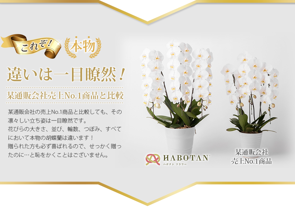これぞ！本物！　違いは一目瞭然！　某通販会社売上No.1商品と比較 某通販会社の売上No.1商品と比較しても、その凛々しい立ち姿は一目瞭然です。花びらの大きさ、並び、輪数、つぼみ、すべてにおいて本物の胡蝶蘭は違います！贈られた方も必ず喜ばれるので、せっかく贈ったのに…と恥をかくことはございません。