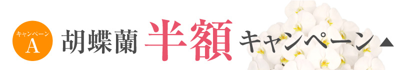 胡蝶蘭キャンペーン