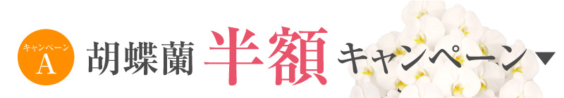 胡蝶蘭キャンペーン