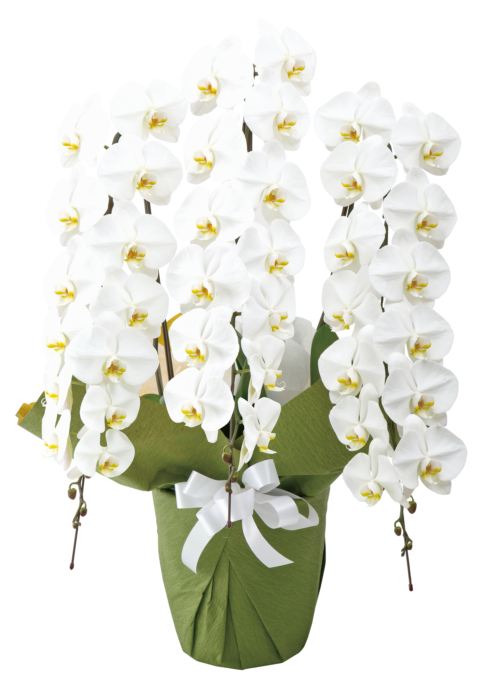 胡蝶蘭の花言葉の意味とは 法人 個人花の配達 ギフト Habotan Flower ハボタンフラワー