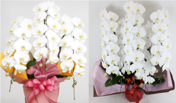 就任祝いに送る胡蝶蘭の相場と立て札 法人向け花の配達 ギフト Habotan Flower ハボタンフラワー