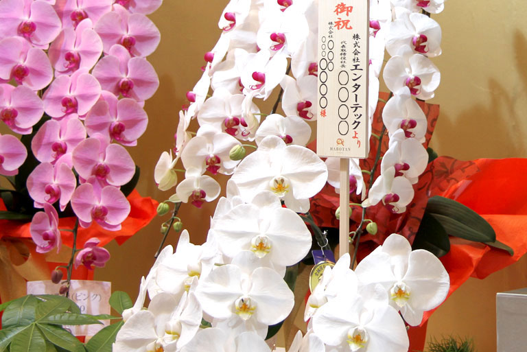 絶対に失敗したくない 胡蝶蘭の立札の書き方とは 法人向け花の配達 ギフト Habotan Flower ハボタンフラワー