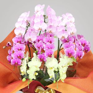 金額が高い胡蝶蘭と安い胡蝶蘭の違いとは 法人向け花の配達 ギフト Habotan Flower ハボタンフラワー