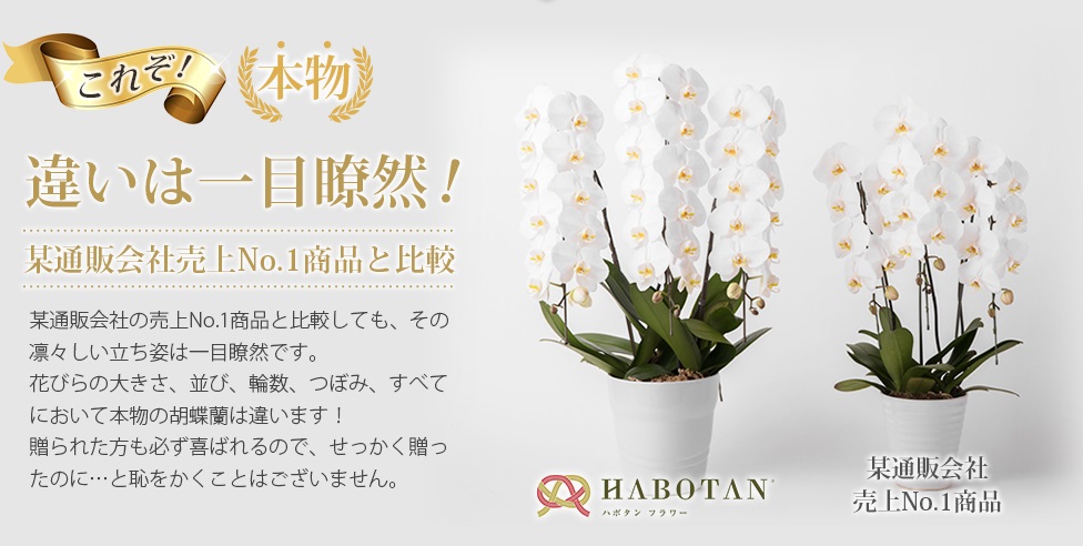 金額が高い胡蝶蘭と安い胡蝶蘭の違いとは - 法人向け花の配達・ギフト HABOTAN FLOWER ハボタンフラワー