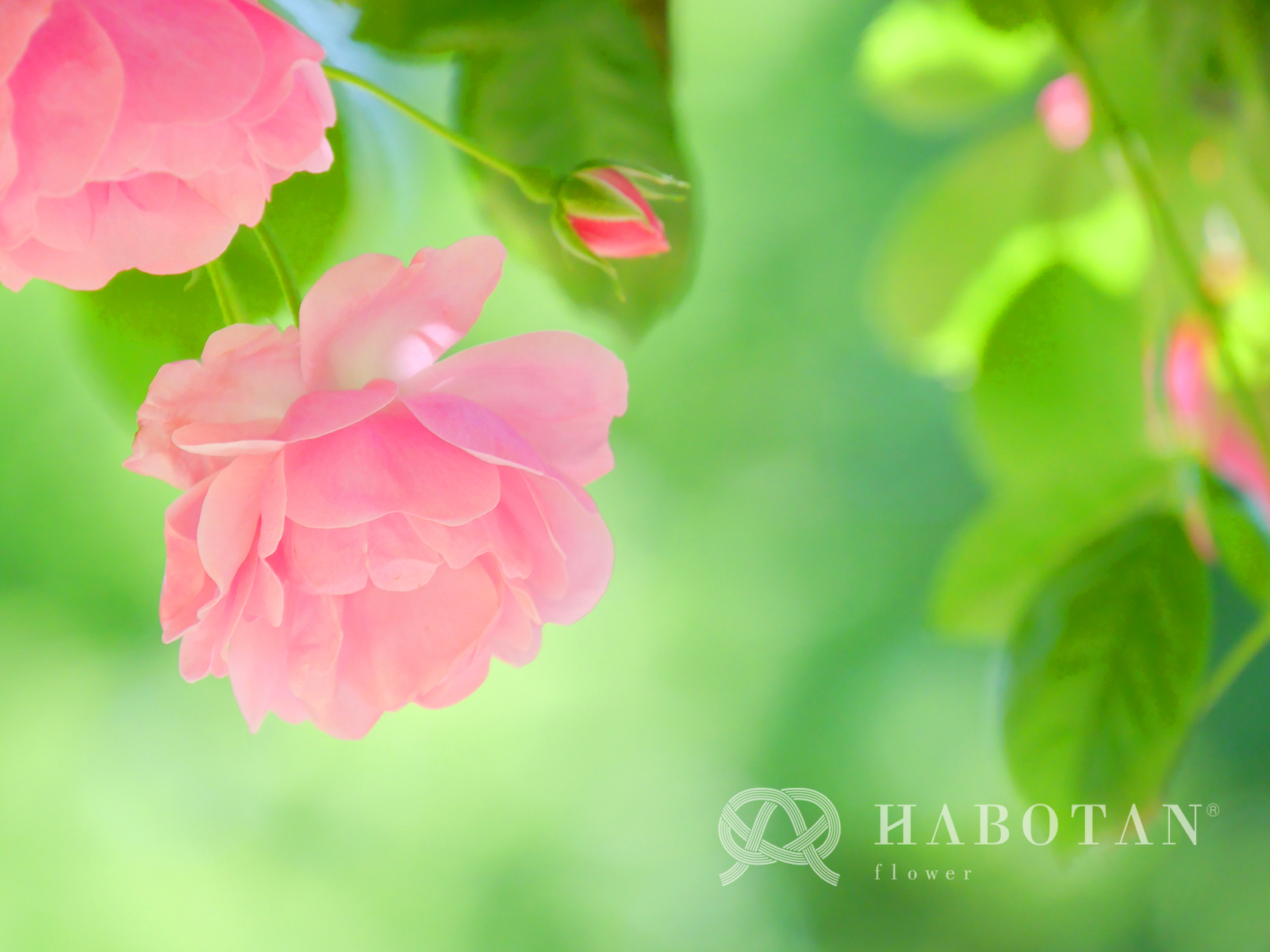 お花の壁紙プレゼント 法人 個人花の配達 ギフト Habotan Flower ハボタンフラワー