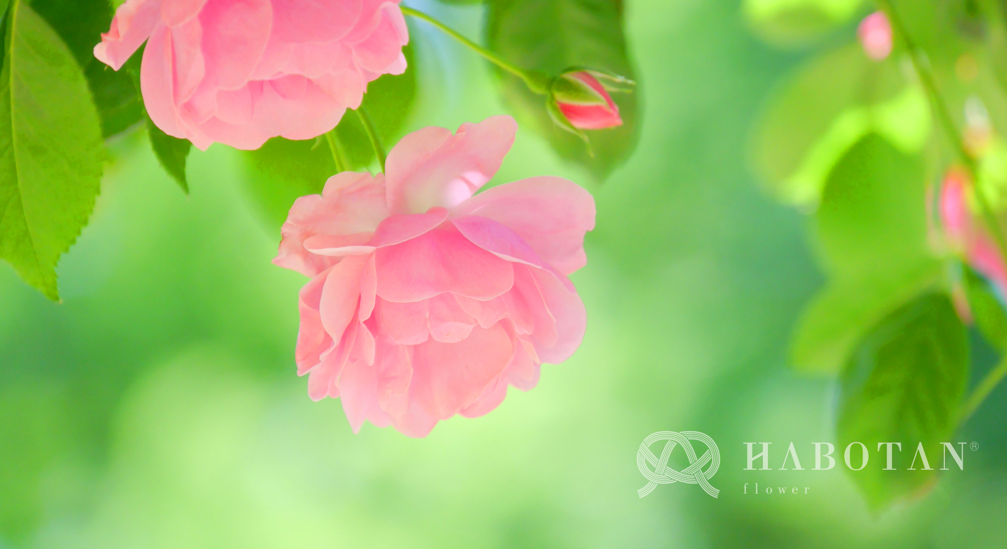 お花の壁紙プレゼント 法人 個人花の配達 ギフト Habotan Flower ハボタンフラワー