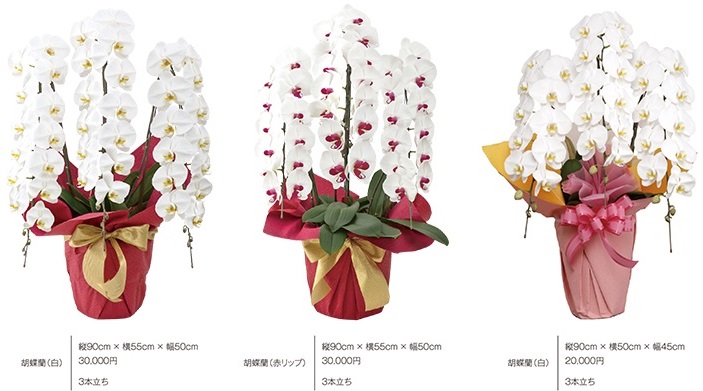 就任祝いに送る胡蝶蘭の相場と立て札 法人向け花の配達 ギフト Habotan Flower ハボタンフラワー