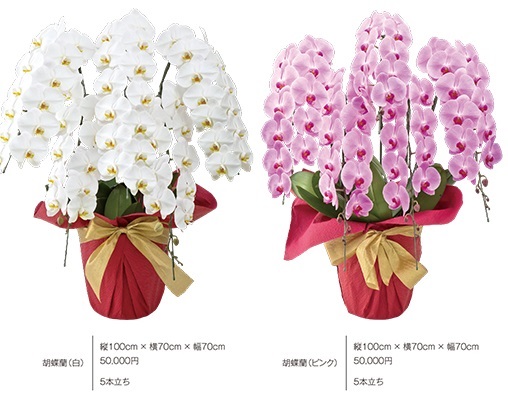 金額が高い胡蝶蘭と安い胡蝶蘭の違いとは 法人向け花の配達 ギフト Habotan Flower ハボタンフラワー