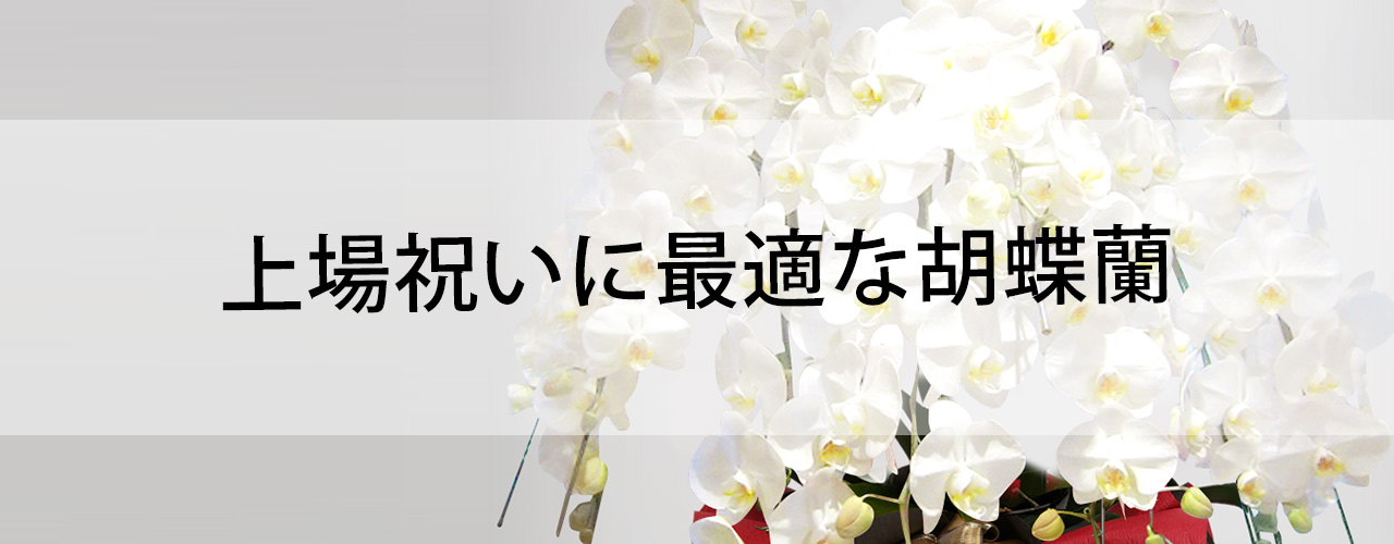 上場祝いに最適な胡蝶蘭 法人向け花の配達 ギフト Habotan Flower ハボタンフラワー