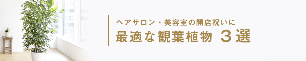 美容室の開店祝いに最適な観葉植物 法人向け花の配達 ギフト Habotan Flower ハボタンフラワー