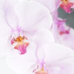 胡蝶蘭の値段が高い理由とは―安い胡蝶蘭と高額な胡蝶蘭の違いを解説