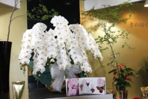 胡蝶蘭の花言葉はギフトに最適|色ごとに異なる花言葉もチェック