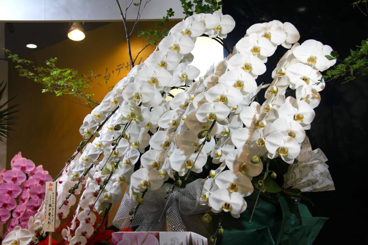 胡蝶蘭がお祝いに選ばれる理由と贈る際のマナーとは？素敵な花言葉を持つ胡蝶蘭はお祝いに最適！