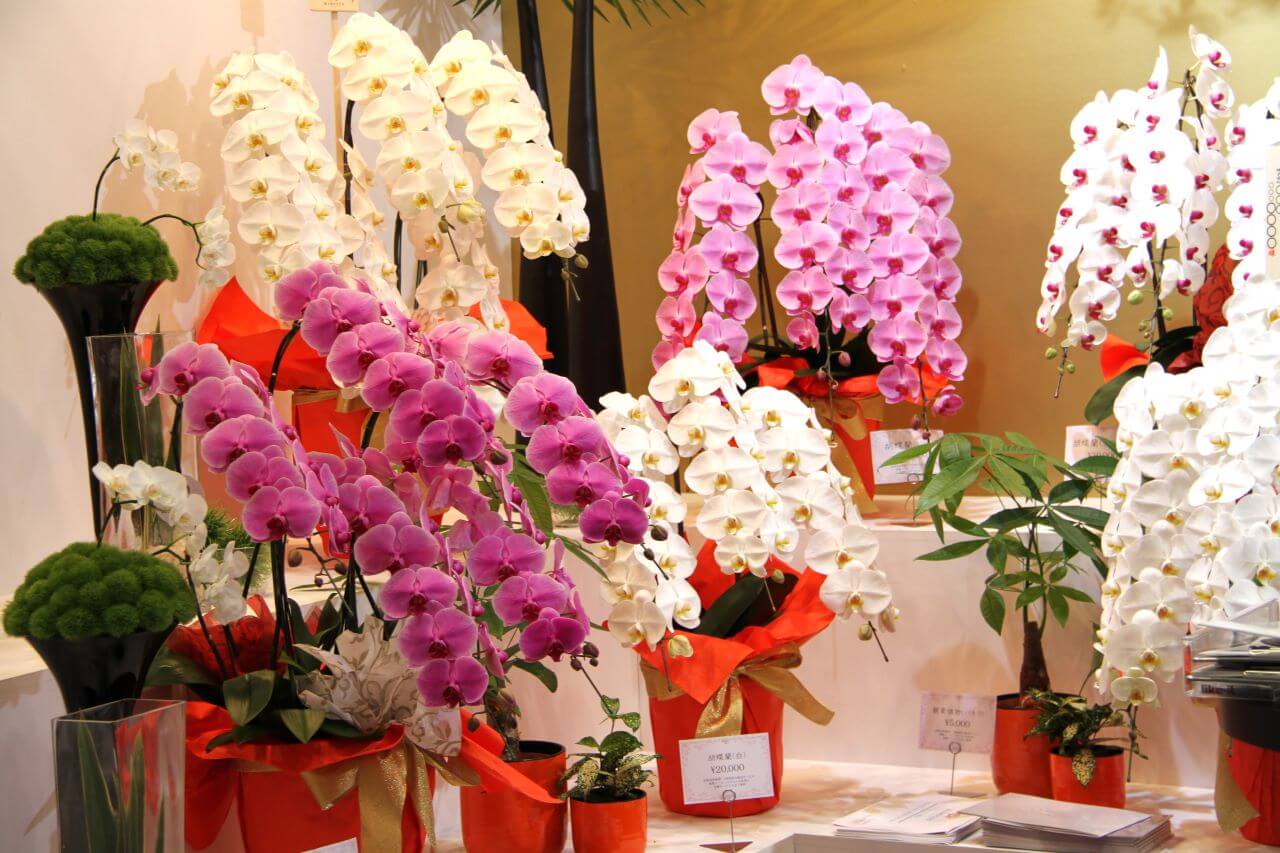 胡蝶蘭の花言葉はギフトに最適｜色ごとに異なる花言葉もチェック