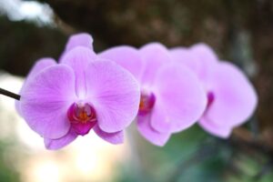 胡蝶蘭の花言葉はギフトに最適|色ごとに異なる花言葉もチェック