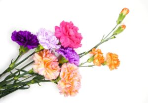 花束の色に意味はあるの？花の色がもたらす印象や効果とは