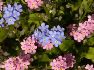 花束の色に意味はあるの？花の色がもたらす印象や効果とは