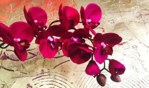 胡蝶蘭がお祝いに選ばれる理由と贈る際のマナーとは?素敵な花言葉を持つ胡蝶蘭はお祝いに最適!