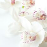 胡蝶蘭の花言葉はギフトに最適｜色ごとに異なる花言葉もチェック