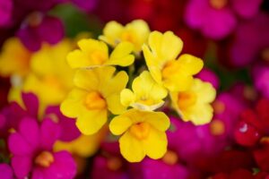 花束の色に意味はあるの？花の色がもたらす印象や効果とは