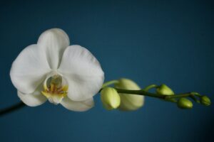 株主総会に贈る胡蝶蘭のおすすめを紹介｜相場や守るべきマナーとは